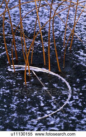 Grasses in frozen marsh View Large Photo Image Stock Photography - Grasses in frozen marsh. Fotosearch