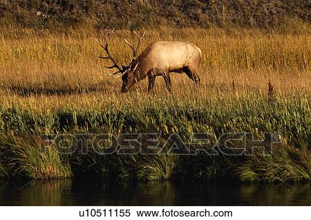 Stock Photography - Grazing Elk. Fotosearch