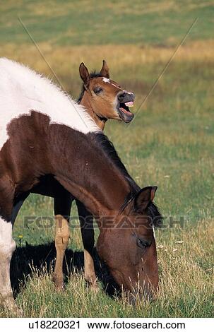 Grazing mare with laughing foal View Large Photo Image Stock Image - Grazing mare with laughing foal. Fotosearch