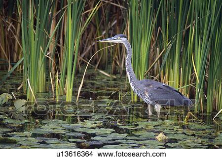 Picture - Great blue heron. Fotosearch