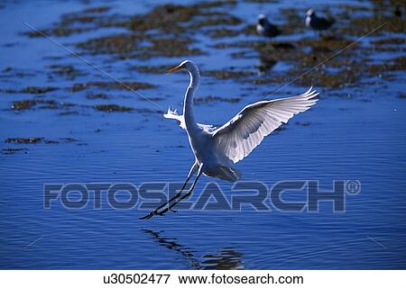 Great Egret landing View Large Photo Image Stock Photo - Great Egret landing. Fotosearch