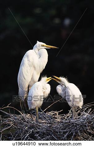 Stock Image - Great egret on nest with young. Fotosearch