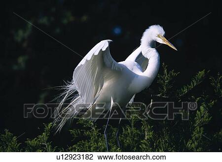 Great egret, wings spread View Large Photo Image Stock Image - Great egret, wings spread. Fotosearch