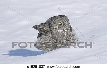 Great grey owl in snow View Large Photo Image Stock Photo - Great grey owl in snow. Fotosearch