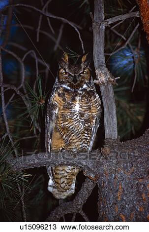 Great horned owl at night View Large Photo Image Stock Image - Great horned owl at night. Fotosearch
