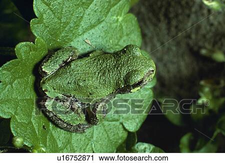 Green-colored, Grey Tree Frog View Large Photo Image Stock Image - Green-colored, Grey Tree Frog. Fotosearch