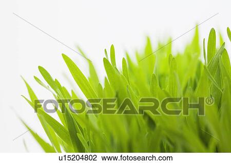 Green grass against white background View Large Photo Image Stock Image - Green grass against white background. Fotosearch