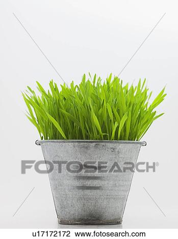 Green grass in metal planter against white background View Large Photo Image Stock Image - Green grass in metal planter against white background. Fotosearch