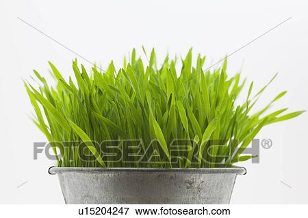 Stock Photo - Green grass in metal planter against white background. Fotosearch