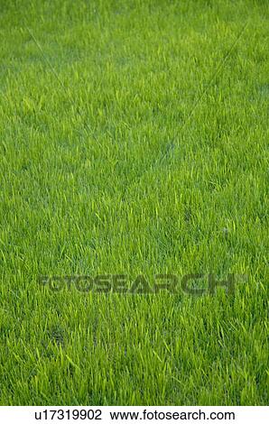 Green grass View Large Photo Image Stock Image - Green grass. Fotosearch