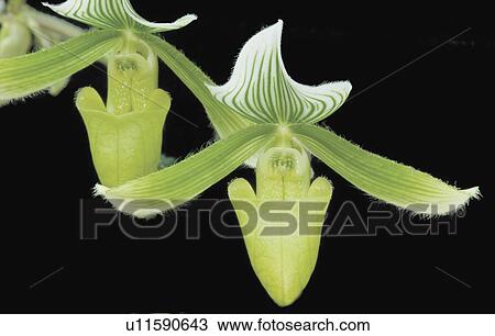 Stock Image - Green paphiopedium orchids. Fotosearch