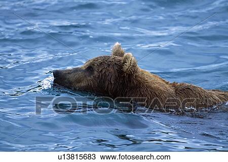 Grizzly bear swimming View Large Photo Image Stock Image - Grizzly bear swimming. Fotosearch