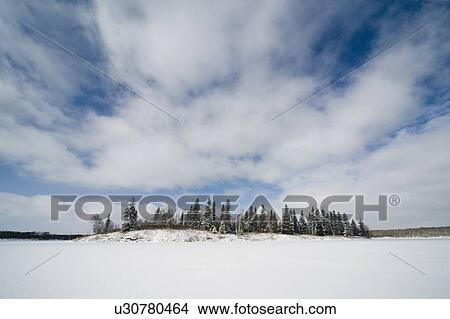 grouping of trees in winter scene View Large Photo Image Picture - grouping of trees in winter scene. Fotosearch