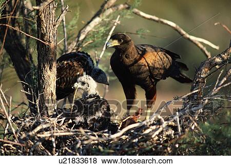 Stock Photo - Harris hawk at nest with young. Fotosearch