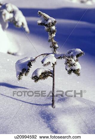 Stock Image - Heavy snow on young pine tree. Fotosearch