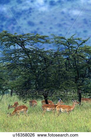 Stock Photograph - Herd of Impala. Fotosearch