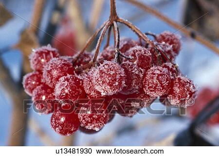 Highbush cranberry fruit with frost View Large Photo Image Stock Image - Highbush cranberry fruit with frost. Fotosearch