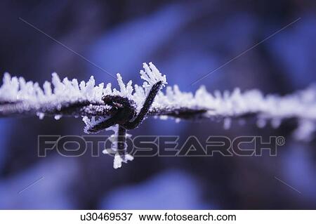 Hoarfrost on barbed wire View Large Photo Image Stock Photo - Hoarfrost on barbed wire. Fotosearch