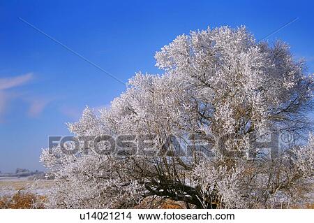 Hoarfrost on tree View Large Photo Image Picture - Hoarfrost on tree. Fotosearch