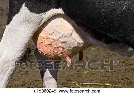 Stock Photography - Holstein cow udder. Fotosearch