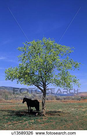 Horse standing in shade View Large Photo Image Stock Photograph - Horse standing in shade. Fotosearch