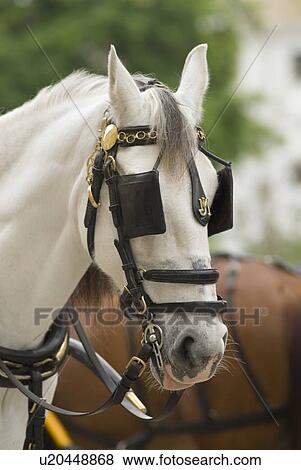 Horse with blinders View Large Photo Image Stock Photo - Horse with blinders. Fotosearch
