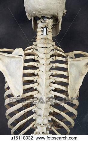 Human skeleton Back View Large Photo Image Stock Image - Human skeleton Back. Fotosearch