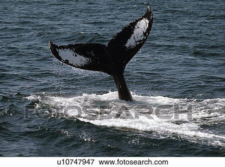 Humpback whale tail flukes above water View Large Photo Image Stock Photo - Humpback whale tail flukes above water. Fotosearch