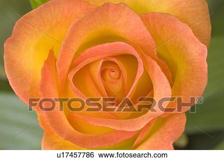 Hybrid tea rose circus View Large Photo Image Stock Photograph - Hybrid tea rose circus. Fotosearch