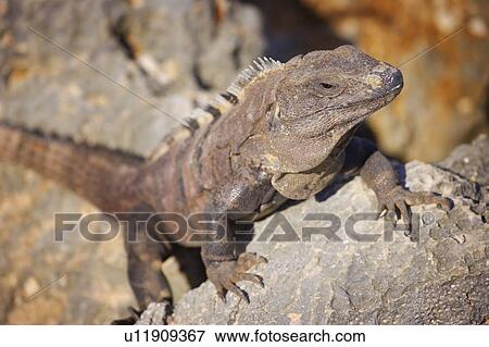 Stock Photo - Iguana climbing a rock. Fotosearch