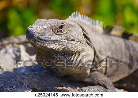 Iguana on rock View Large Photo Image Stock Photography - Iguana on rock. Fotosearch