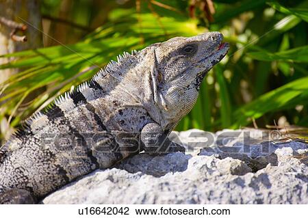 Iguana sunning itself on a rock View Large Photo Image Stock Image - Iguana sunning itself on a rock. Fotosearch