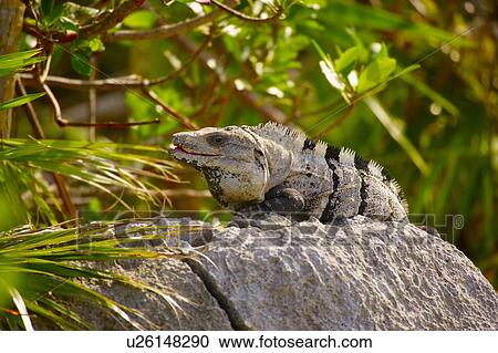 Stock Image - Iguana sunning itself on a rock. Fotosearch