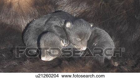 Picture - Infant black bear cubs. Fotosearch