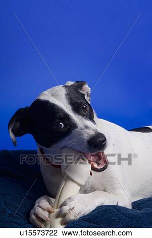 Jack Russell Terrier chewing on bone View Large Photo Image Stock Image - Jack Russell Terrier chewing on bone. Fotosearch