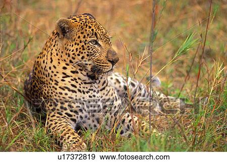 Leopard lying in grass View Large Photo Image Stock Photo - Leopard lying in grass. Fotosearch