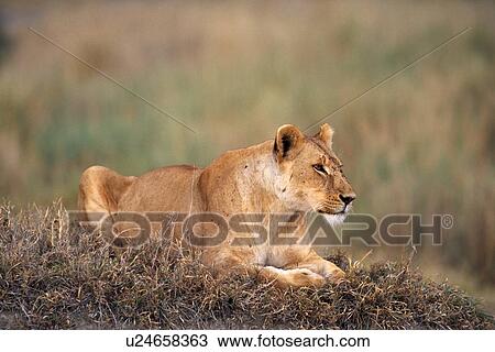 Lioness in natural habitat View Large Photo Image Stock Image - Lioness in natural habitat. Fotosearch