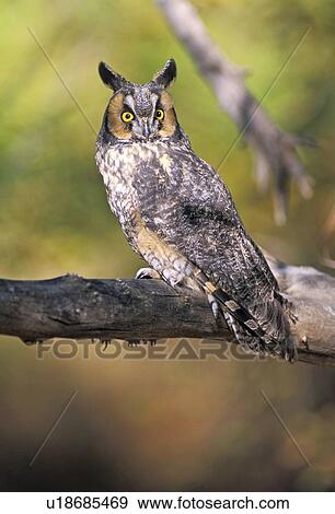 Stock Photo - Long eared owl on branch. Fotosearch
