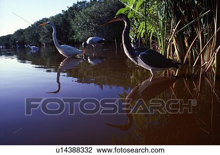 Stock Image - Louisiana heron, great egret and wood stork. Fotosearch