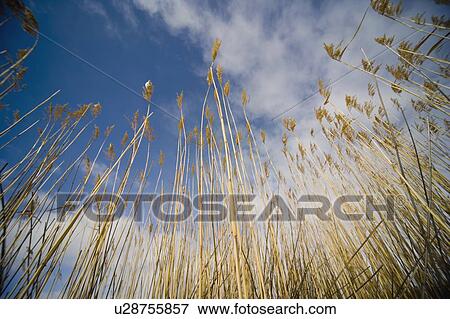 Stock Photo - Low angle of wheat field. Fotosearch
