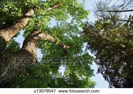 Stock Photo - Low-angle trees. Fotosearch