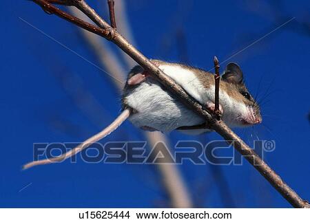 Picture - low-angle view of white-footed mouse on tree branch. Fotosearch