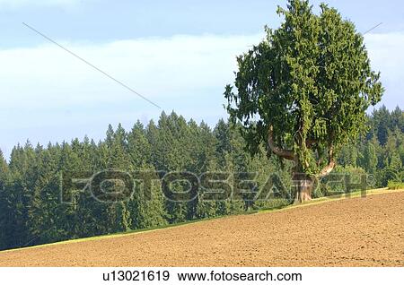 Stock Photo - Majestic Tree Edging a Tree Line. Fotosearch
