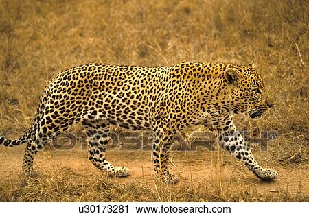 Male leopard View Large Photo Image Stock Image - Male leopard. Fotosearch