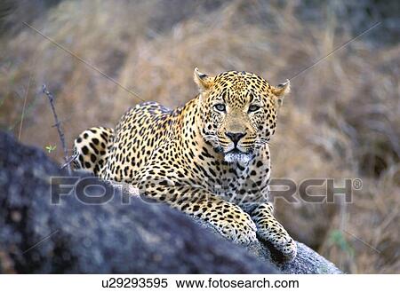 Male leopard View Large Photo Image Stock Photography - Male leopard. Fotosearch