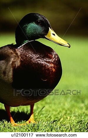 Stock Photo - Mallard Duck. Fotosearch