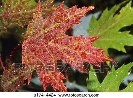 Picture - maple leaves with water droplets. Fotosearch