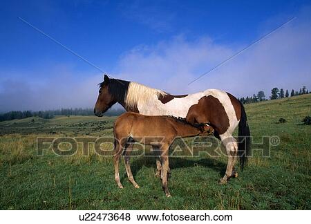 Mare nursing colt in mountain meadow View Large Photo Image Stock Photo - Mare nursing colt in mountain meadow. Fotosearch