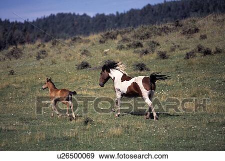 Stock Photo - Mare running with colt. Fotosearch