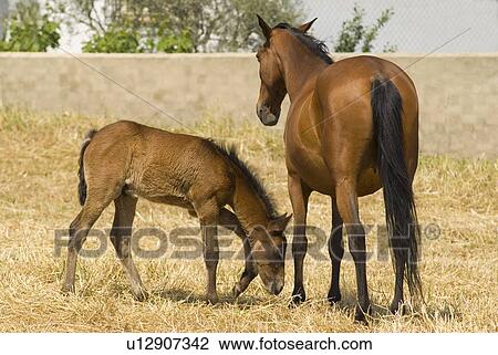 Mare with Foal View Large Photo Image Stock Image - Mare with Foal. Fotosearch